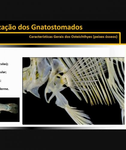 Vertebrados 1  Modulo 3  Topico 5