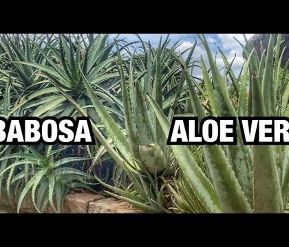 COMO CUIDAR e FAZER MUDAS da BABOSA e ALOE VERA | HENRIQUE BUTTLER