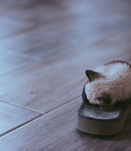 Pantufas e chinelos confortáveis para ficar em casa