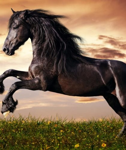 Sonhar com cavalo – Principais significados para esse sonho