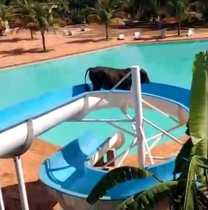 animal é flagrado descendo em toboágua