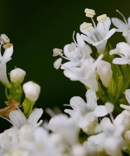 para que serve, o que é e como usar?