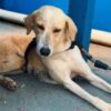 Cão que aguardou tutor morto por um mês emociona e agora espera adoção em Rondônia