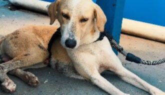 Cão que aguardou tutor morto por um mês emociona e agora espera adoção em Rondônia