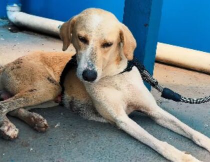 Cão que aguardou tutor morto por um mês emociona e agora espera adoção em Rondônia
