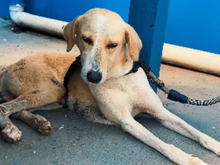 Cão que aguardou tutor morto por um mês emociona e agora espera adoção em Rondônia